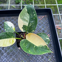 Load image into Gallery viewer, Philodendron Green Congo Nuclear, Exact Plant Variegated
