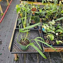 Load image into Gallery viewer, Philodendron Holtonianum, Exact Plant Ships Nationwide
