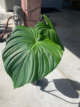 Load image into Gallery viewer, Pastazanum XL, Exact plant, Philodendron, ships nationwide
