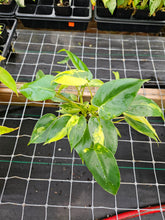 Load image into Gallery viewer, Philodendron Burle Marx Variegated 4" pot, Fedex 2day*
