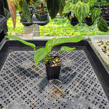Load image into Gallery viewer, Monstera Acacoyaguensis 2.5" pot, Fedex 2day*
