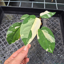 Load image into Gallery viewer, Syngonium Chiapense Variegated exact plant, Fedex 2day*

