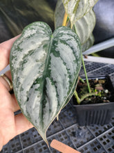 Load image into Gallery viewer, Philodendron Brandtianum, Exact Plant Ships Nationwide
