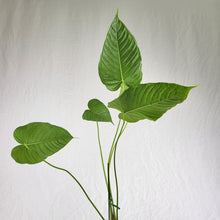 Load image into Gallery viewer, Anthurium Propinquum, Exact Plant Ships Nationwide

