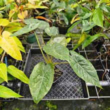 Load image into Gallery viewer, Alocasia Wentii, Exact Plant Variegated
