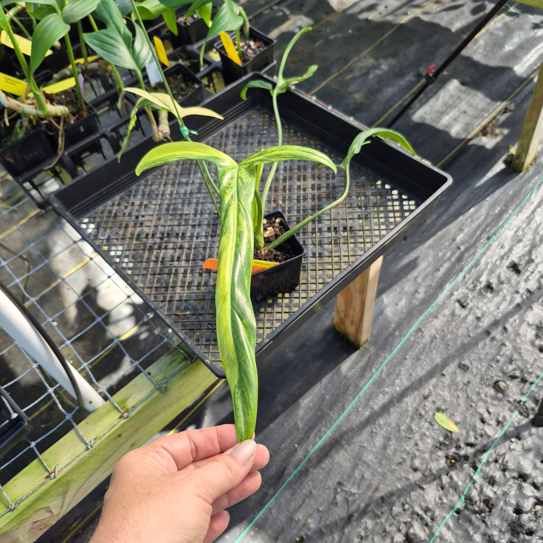 Philodendron Holtonianum Variegated, Exact Plant Ships Nationwide