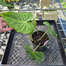 Load image into Gallery viewer, Philodendron Verrucosum Pseudoverrucosum Croat , Exact Plant Ships Nationwide
