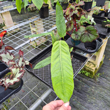 Load image into Gallery viewer, Anthurium Spectabile Wide Form, Exact Plant
