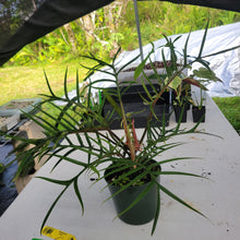 Load image into Gallery viewer, Philodendron Tortum, Exact Plant Ships Nationwide
