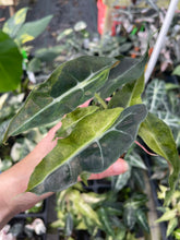 Load image into Gallery viewer, Alocasia Polly Aurea variegated 2.5" pot, Fedex 2day*
