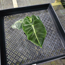 Load image into Gallery viewer, Alocasia Frydek, Exact Plant Variegated 2 top plant Ships Nationwide
