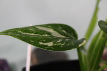 Load image into Gallery viewer, Variegated Monstera Standleyana Albo Double plant Exact Plant Ships nationwide
