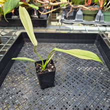 Load image into Gallery viewer, Philodendron Joepii Variegated, Exact Plant Ships Nationwide
