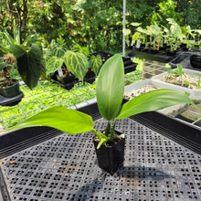 Load image into Gallery viewer, Philodendron Panduriforme 2.5" pot, Fedex 2day*
