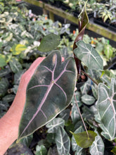 Load image into Gallery viewer, Alocasia Longiloba Black Satun Pink Bone 2.5" pot, Fedex 2day*
