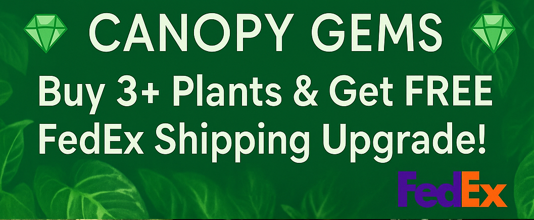 anthurium faustino& 39 Anthurium Faustomirandae, Faustino'S Giant 2.5" pot, Fedex 2day* – Canopy Gems