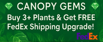 Canopy Gems