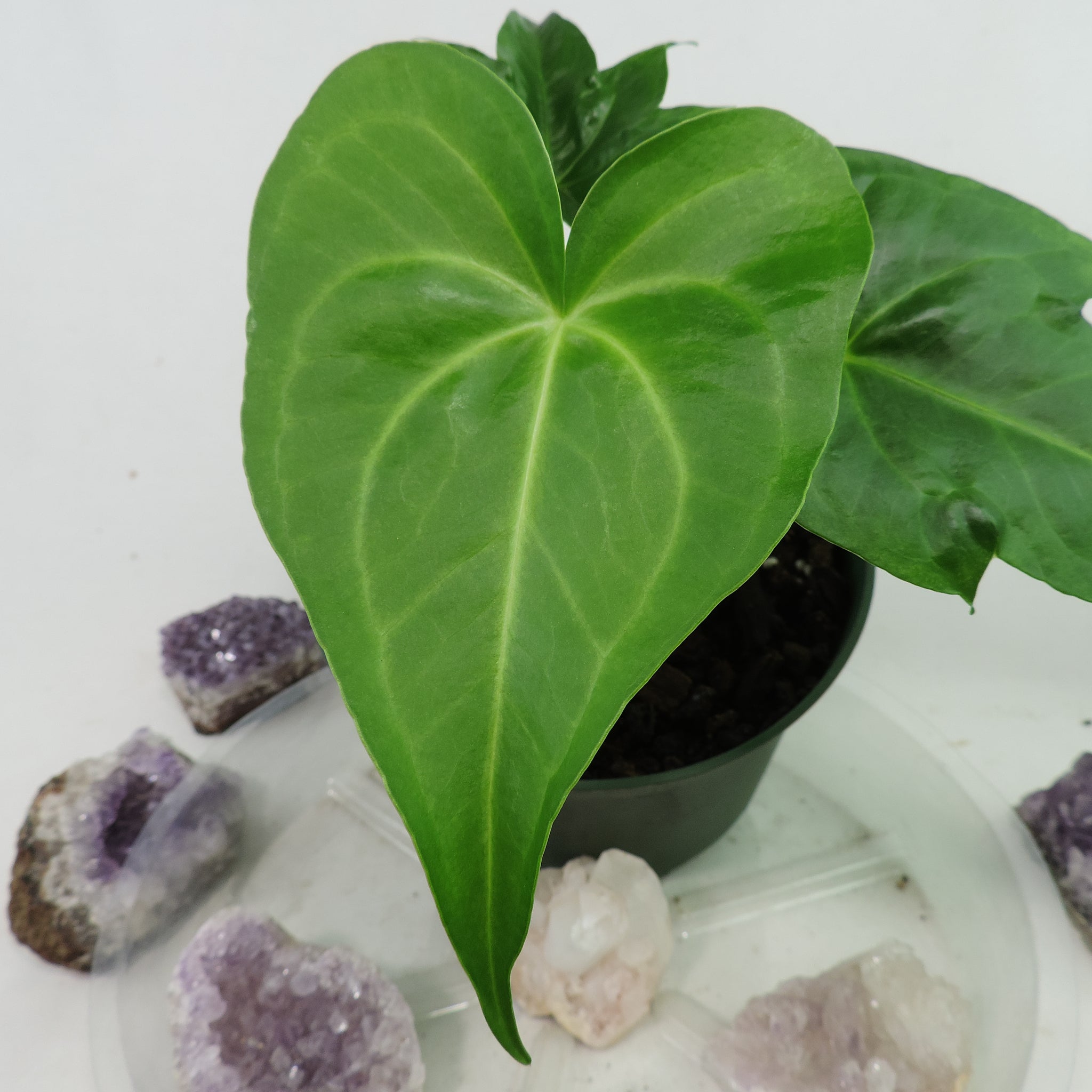 Canopy Gems