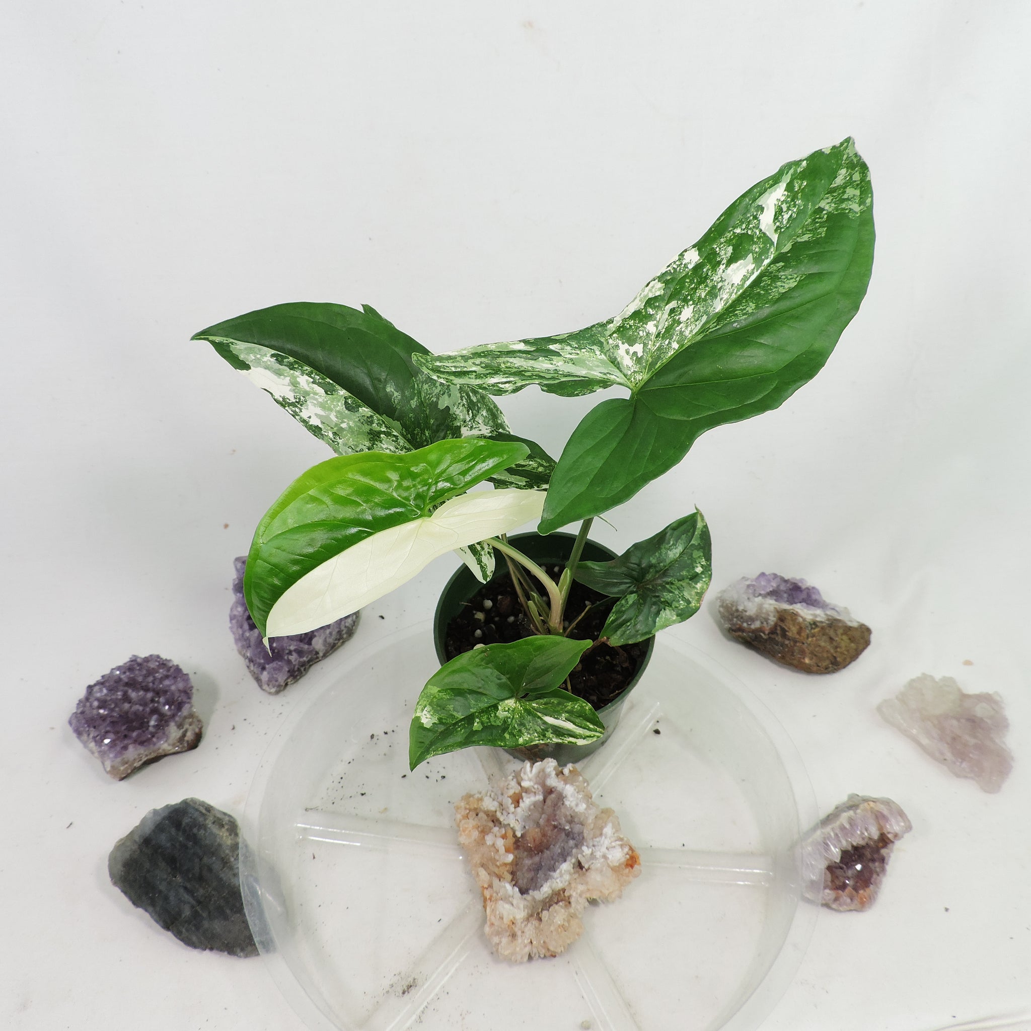 Canopy Gems