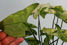 Load image into Gallery viewer, Variegated Syngonium Three Kings, Magic Marble, dohble plant, exact plant, ships nationwide
