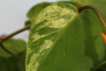 Load image into Gallery viewer, Variegated Philodendron Hederaceum Heart Leaf, exact plant, ships nationwide
