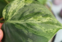 Load image into Gallery viewer, Variegated Philodendron Hederaceum Heart Leaf, exact plant, ships nationwide
