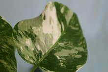 Load image into Gallery viewer, Variegated Monstera Borsigiana Albo, exact plant, ships nationwide

