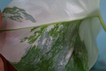 Load image into Gallery viewer, Variegated Monstera Borsigiana Albo, exact plant, ships nationwide
