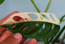 Load image into Gallery viewer, Variegated Monstera Adansonii Albo, exact plant, ships nationwide
