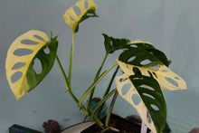 Load image into Gallery viewer, Variegated Monstera Adansonii Albo, exact plant, ships nationwide
