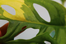 Load image into Gallery viewer, Variegated Monstera Adansonii Aurea, exact plant, ships nationwide
