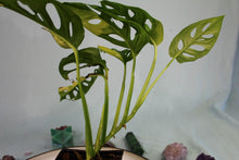 Load image into Gallery viewer, Variegated Monstera Adansonii Aurea, exact plant, ships nationwide

