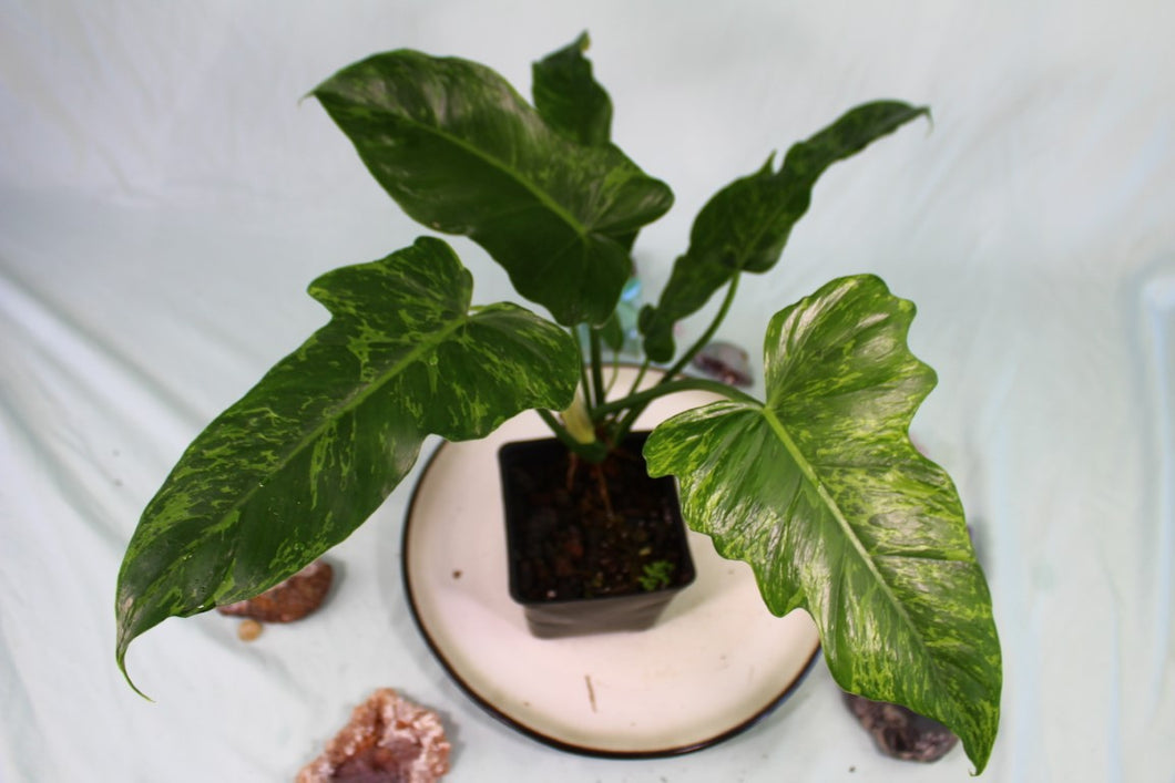 Variegated Philodendron Minarum Mottled Dragon, Lime Fiddle, exact plant, ships nationwide
