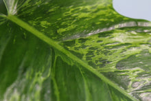 Load image into Gallery viewer, Variegated Philodendron Minarum Mottled Dragon, Lime Fiddle, exact plant, ships nationwide
