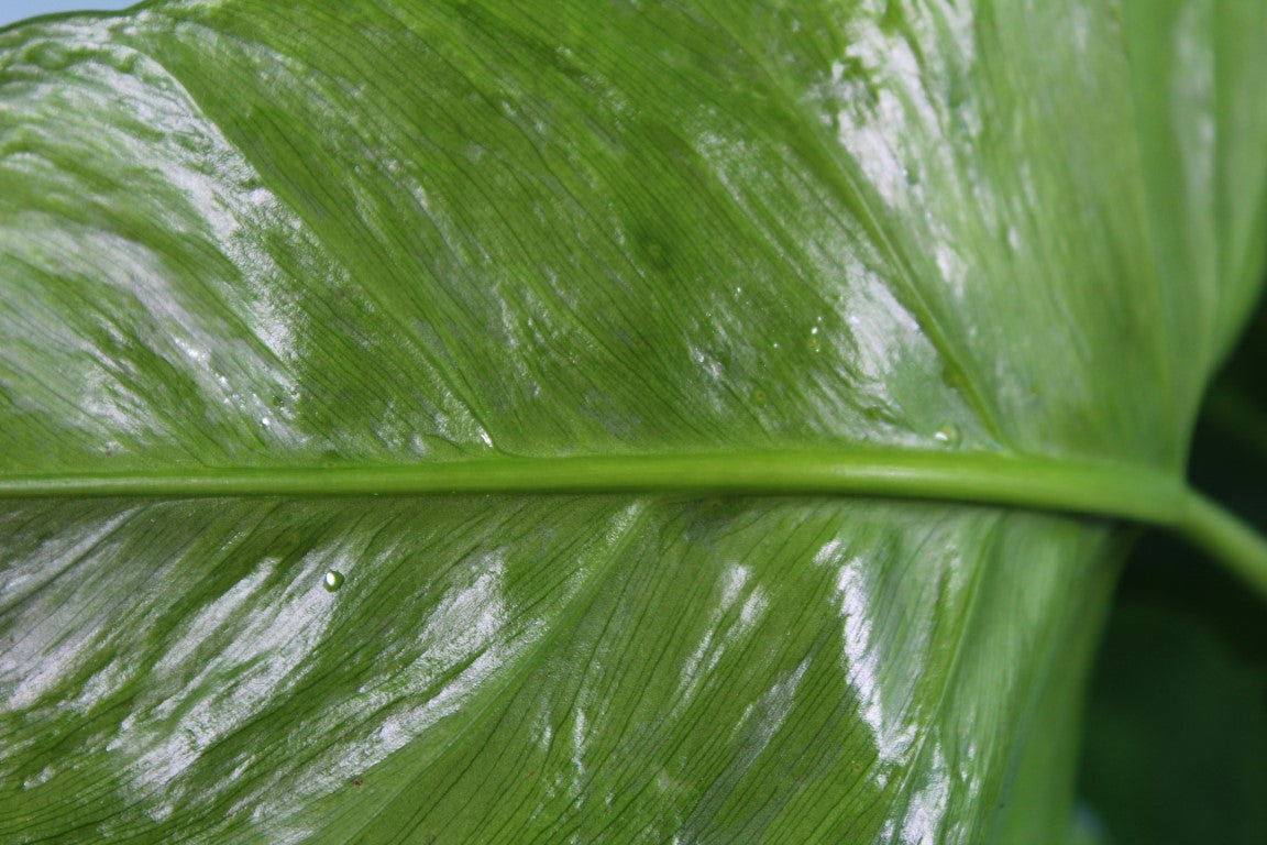 Philodendron Minarum Mottled Dragon Lime Fiddle. no hot ship: ca,az,tx,la