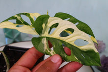 Load image into Gallery viewer, Variegated Monstera Adansonii Albo Exact Plant
