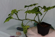 Load image into Gallery viewer, Variegated Syngonium Podophyllum Mojito Exact Plant
