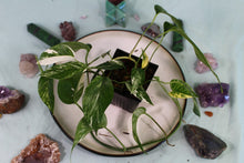 Load image into Gallery viewer, Variegated Epipremnum Pinnatum Albo, triple plant pot, Exact Plant
