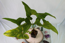 Load image into Gallery viewer, Anthurium Brownii Exact Plant
