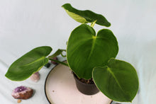 Load image into Gallery viewer, Philodendron Rugosum Exact Plant
