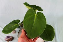 Load image into Gallery viewer, Philodendron Rugosum Exact Plant
