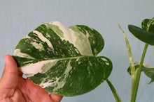 Load image into Gallery viewer, 2 Variegated Monstera Borsigiana Albo in 1 pot, Exact Plant
