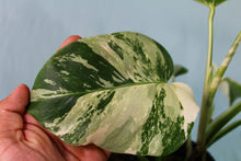 Load image into Gallery viewer, 2 Variegated Monstera Borsigiana Albo in 1 pot, Exact Plant

