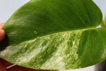 Load image into Gallery viewer, Variegated Philodendron Giganteum, low variegation, exact Plant
