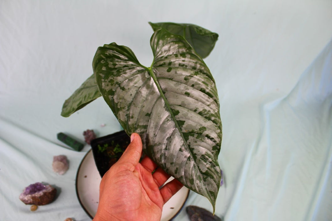 Variegated Philodendron Brandtianum, Exact Plant