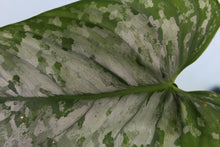 Load image into Gallery viewer, Variegated Philodendron Brandtianum, Exact Plant
