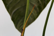 Load image into Gallery viewer, Variegated Philodendron Brandtianum, Exact Plant
