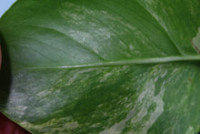 Load image into Gallery viewer, Variegated Monstera Borsigiana Aurea, Exact Plant
