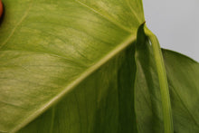 Load image into Gallery viewer, Variegated Monstera Borsigiana Aurea, Exact Plant
