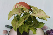 Load image into Gallery viewer, Variegated Syngonium Milk Confetti, triple plant pot, Exact Plant
